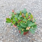 Gaultéria ležatá (Gaultheria procumbens) ´BIG BERRY´ - kont. C1L